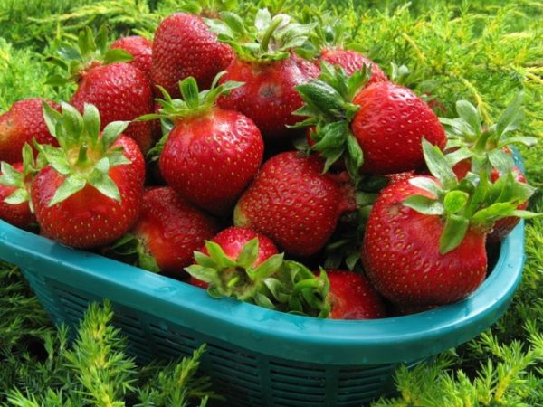  Fraise Cardinal après la récolte