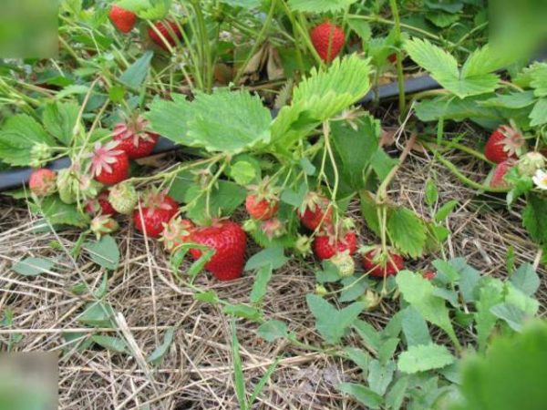  Fraises dans le jardin