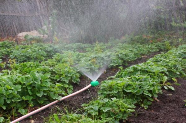  Arroseur de fraises à arrosage automatique