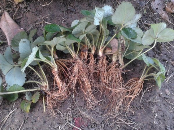  Les fraises de réparation de Monterey peuvent être propagées par n’importe quel procédé: graines, moustache, division racinaire