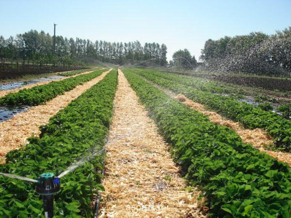  Strawberry Jolie fait référence aux plantes qui aiment l’humidité, mais vous ne devez pas permettre la présence d’eau stagnante.