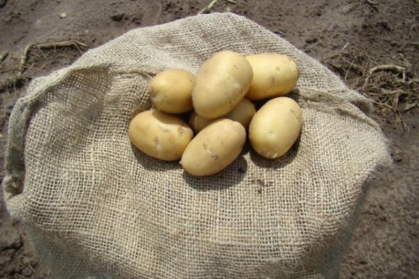  Après la récolte, les pommes de terre doivent rester au soleil pendant plusieurs jours.