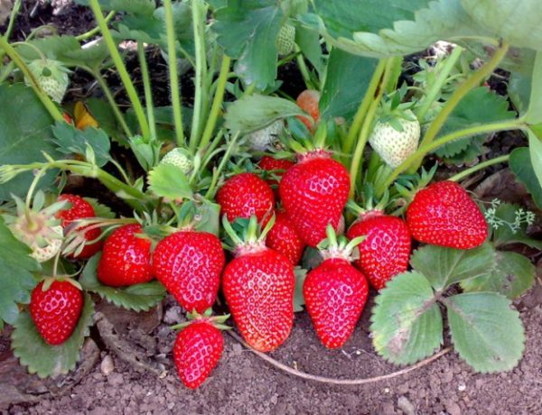  Fraise Cleri sur un buisson