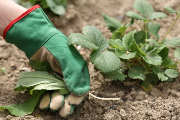  Les soins aux fraises comprennent l’arrosage, le paillage, l’élimination des antennes et l’alimentation.