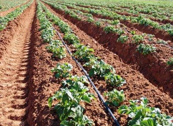  La méthode néerlandaise de planter des pommes de terre Qiwi donnera des rendements élevés