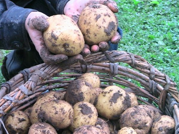  La récolte des pommes de terre est effectuée après la maturation complète des tubercules, comme en témoigne le jaunissement et la verse des pommes de terre.