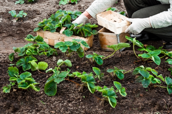  Le lieu de plantation doit être ensoleillé, protégé du vent, lits de drainage nécessaires