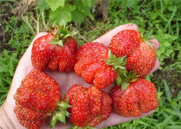  Macha aux fraises ou Jubilé de Moscou