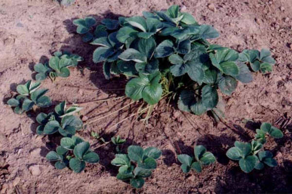  À la mi-juillet, vous pouvez planter une nouvelle crête avec des rosettes apparues sur la moustache des arbustes sélectionnés.