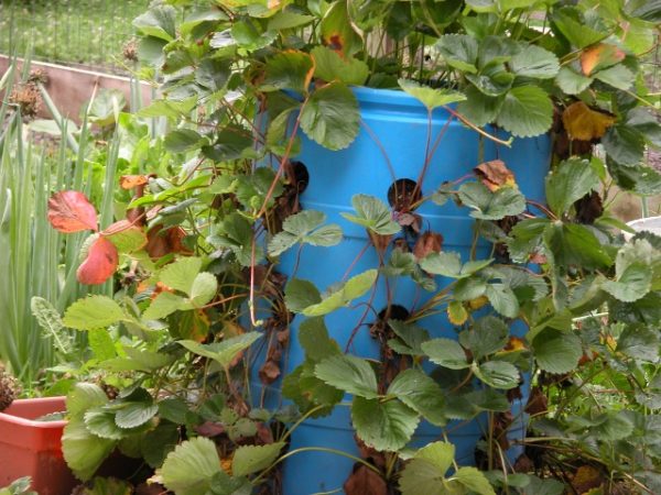  Fraises germées dans un fût en plastique