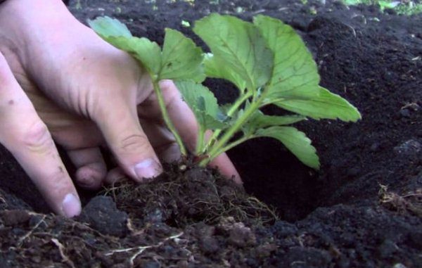  Choisir et planter correctement des plants de fraises - la clé pour obtenir un rendement élevé