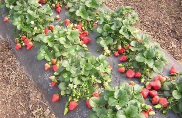  Fraise Cardinal dans le jardin