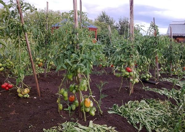  Tomates arbustes De Barao sur socle