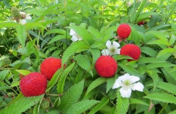  Le rendement de la fraise et de la framboise hybrides dépend du sol