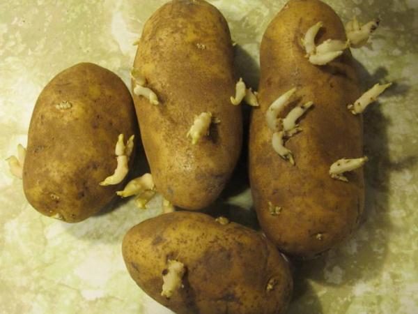  Pommes de terre de semence Aurora avec des germes