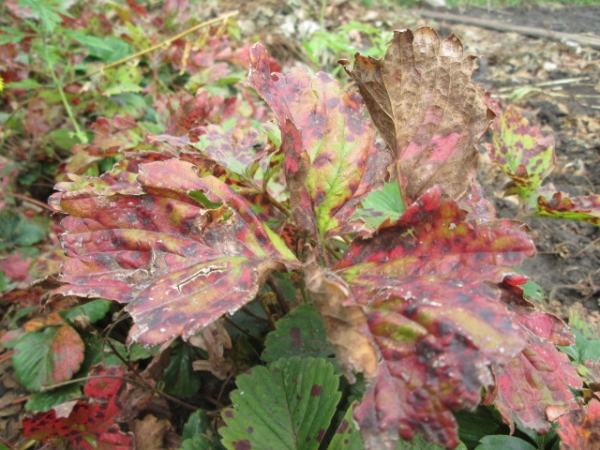  Phytophtoric buisson fanant