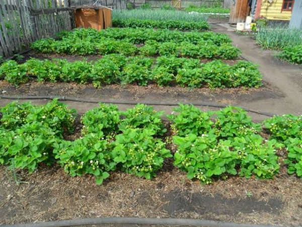  Lit de fraises dans le jardin