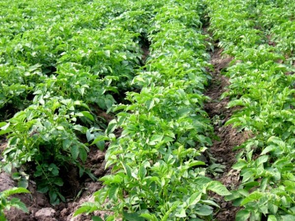  Un mois et demi après la plantation, les pommes de terre de Vineta doivent être traitées