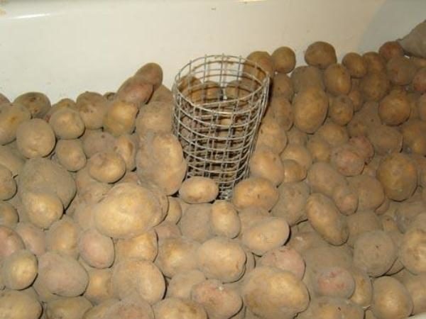  Pour que la récolte de pommes de terre soit stockée beaucoup plus longtemps, il est nécessaire de la stocker dans l'obscurité totale tout en observant le régime de température.
