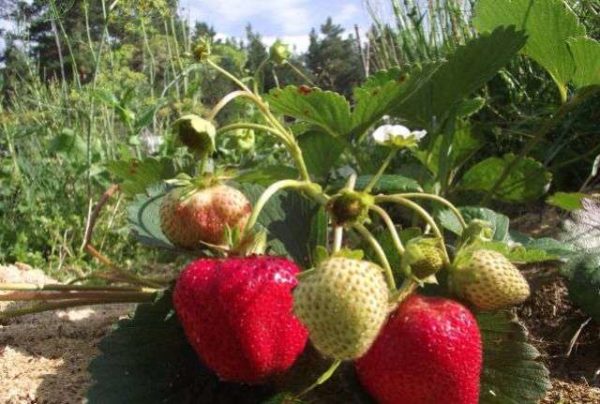  Fraise Cardinal dans le jardin