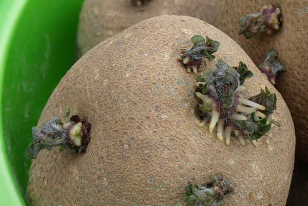 Kiwi pommes de terre aux yeux blancs