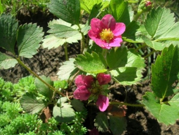  Fraise Tuscany adaptée à la reproduction en plein champ