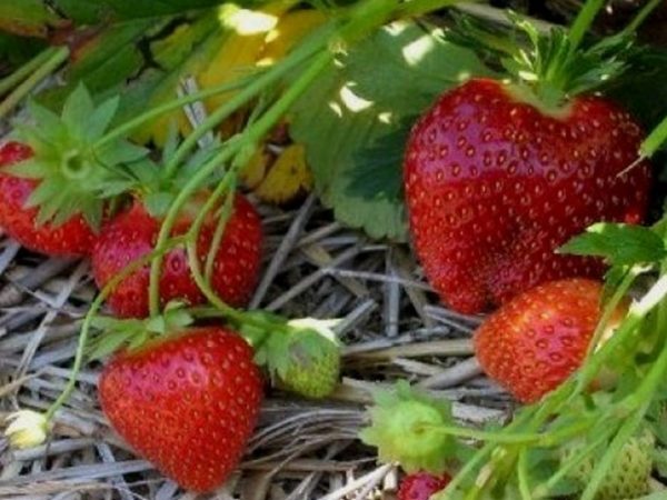  Strawberry Malvina est une variété tardive très populaire