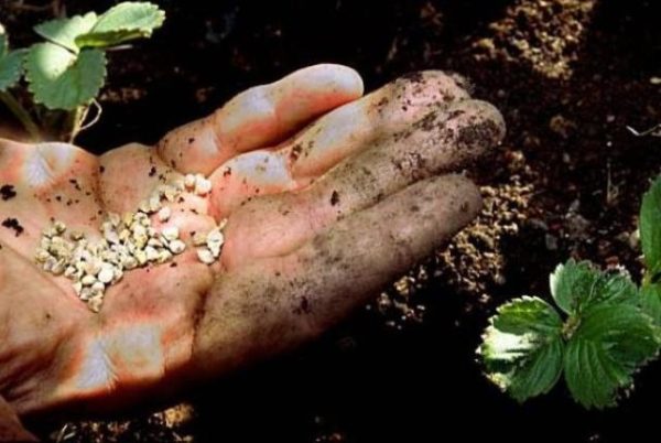  Planter des graines de fraises en pleine terre