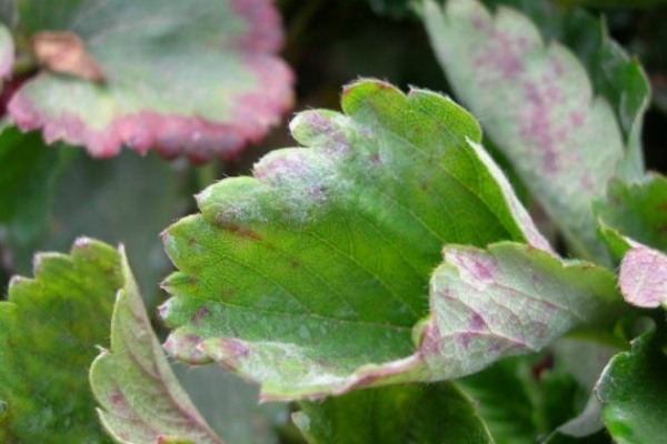  Rosée farineuse sur feuilles de fraise