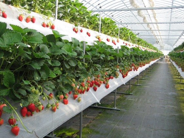  Cultiver des fraises dans la serre toute l'année