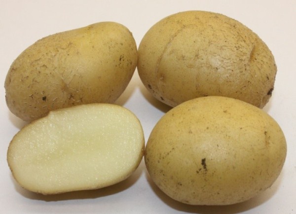  Pommes de terre bleu