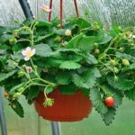  Fraises dans un pot suspendu