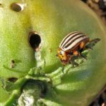  Le doryphore de la pomme de terre peut être combattu en plantant autour de l'aneth ordinaire