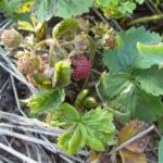  L'acarien des fraises est très nocif pour les fraises.