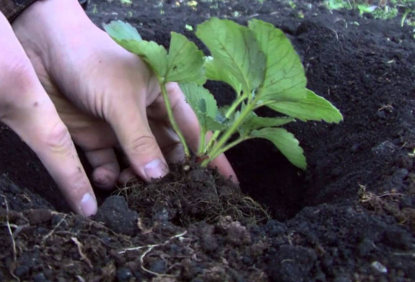  Les fraises sont plantées à la fin du mois de juillet ou en août.