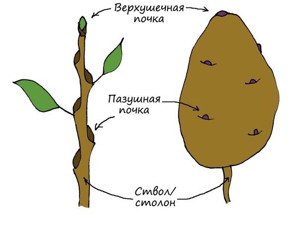  Structure de la pomme de terre