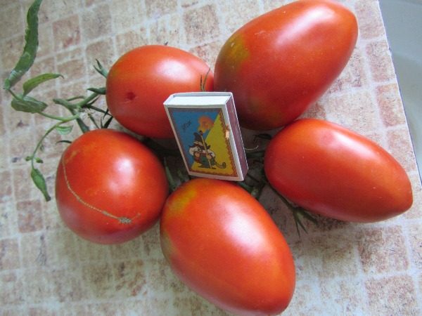  Tomate De Barao Le Géant