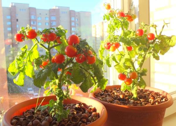  Il existe des variétés spéciales adaptées à la culture sur un balcon.