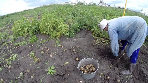  Récolte en Sibérie