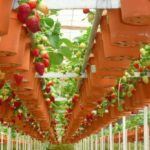  Cultiver des fraises en pots