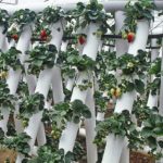  Cultiver des fraises dans des tuyaux en PVC