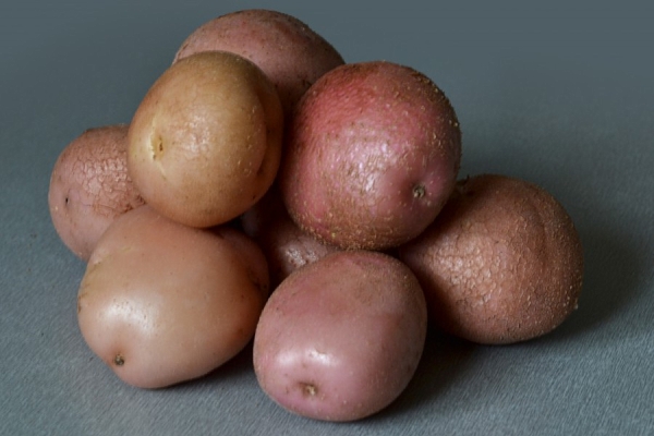  Variétés de pomme de terre Romano: description et spécifications, revues, plantation et soin, stockage