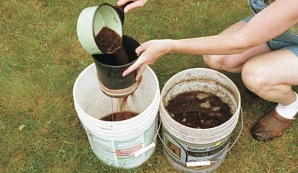  Pour compenser le manque d'azote dans le sol sur lequel poussent les oignons, vous pouvez irriguer avec de l'urée ou une solution de lisier.