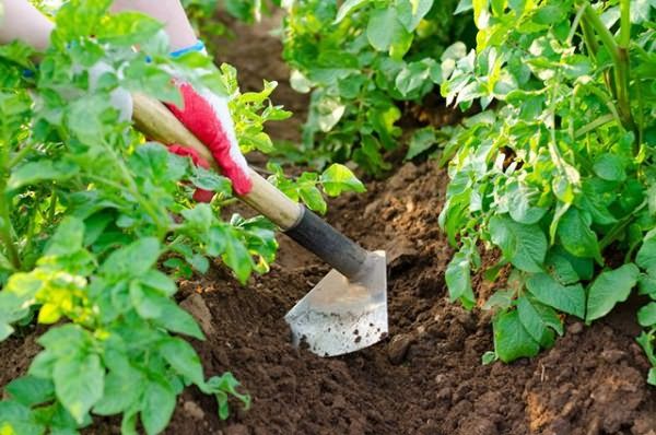  L'utilisation d'herbicides réduit le nombre de traitements entre les rangées de pommes de terre