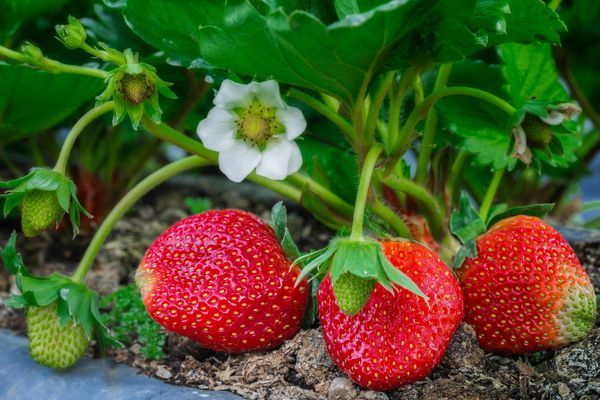  Culture des fraises