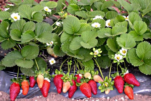  La fraise de réparation peut porter ses fruits toute l’année.