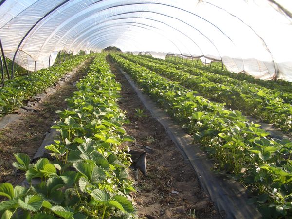  Lorsqu'il est cultivé dans des climats tempérés, il est nécessaire de créer un abri