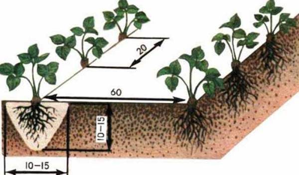  Schéma approprié planter des fraises Masha