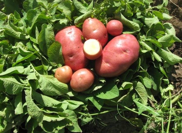  Pommes de terre Bellarosa
