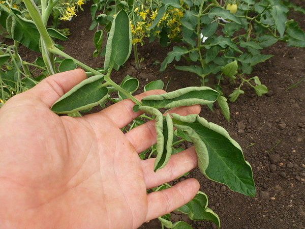  Courbure de la feuille